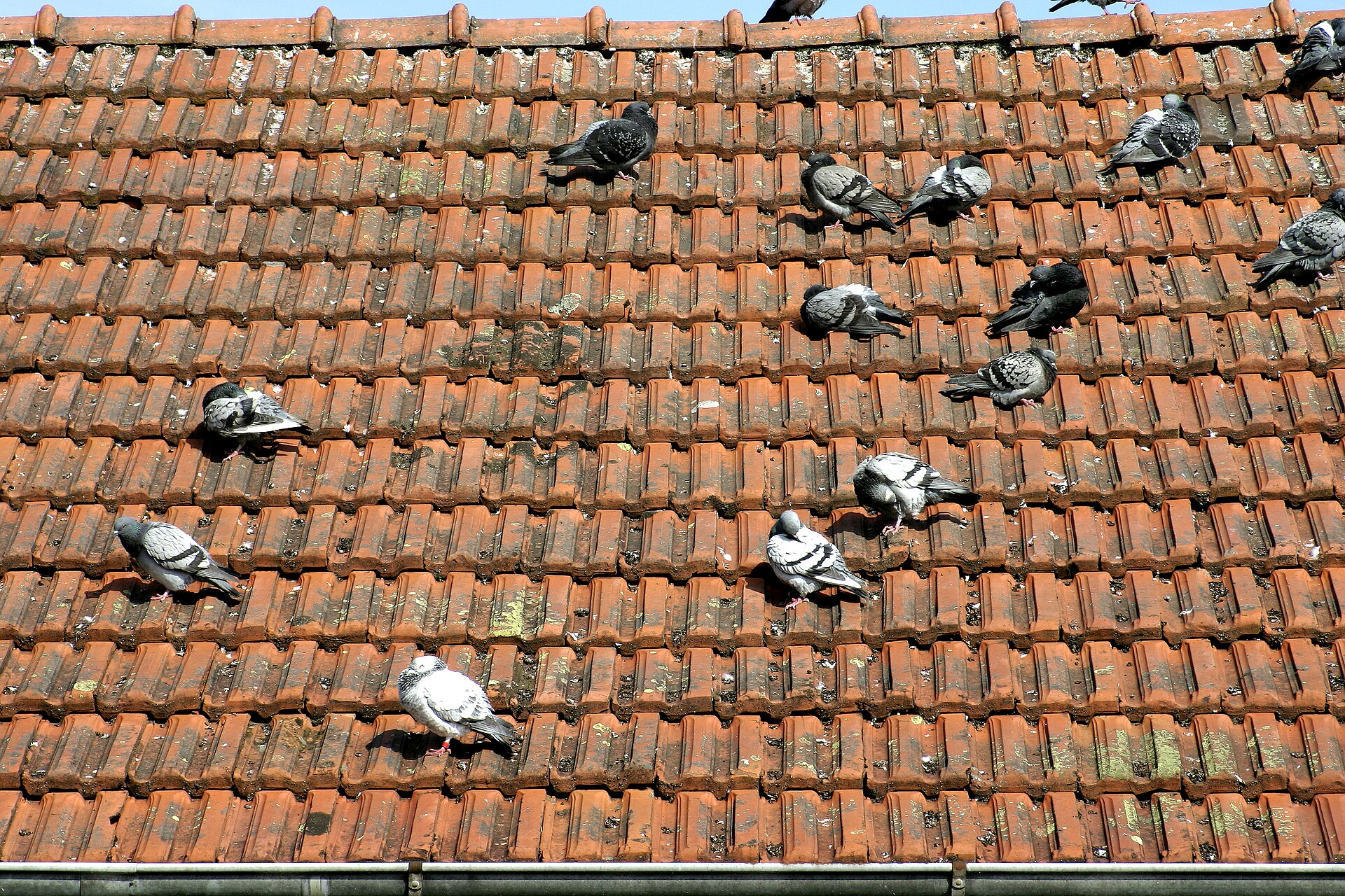 Bird proofing solar panels: costs and what works